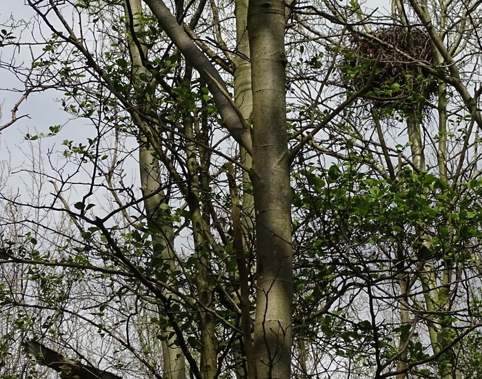 Nest van Buizerd.
