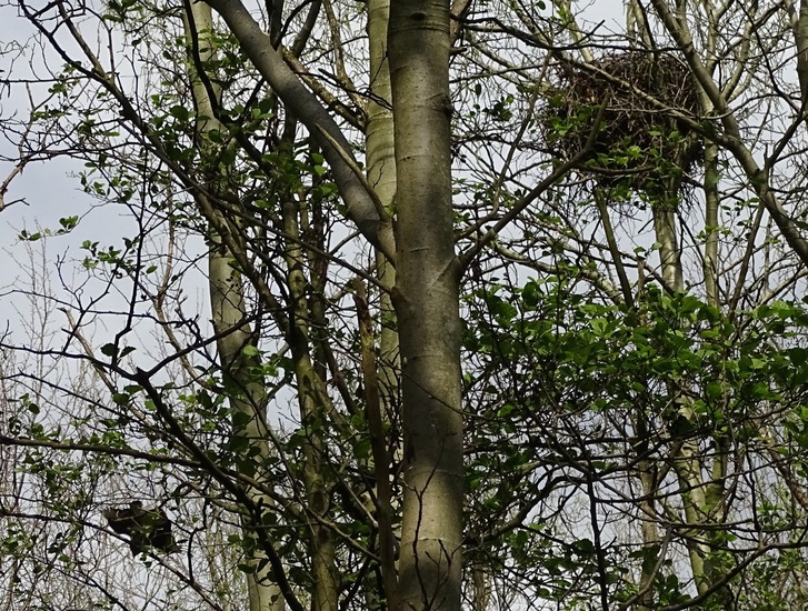 Nest van Buizerd.