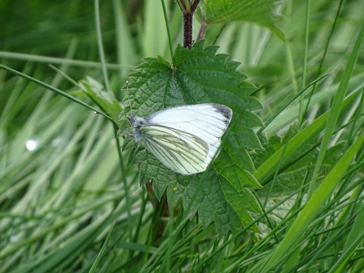 Klein Geaderd witje.