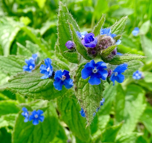 Italiaans Vergeetmenietje.