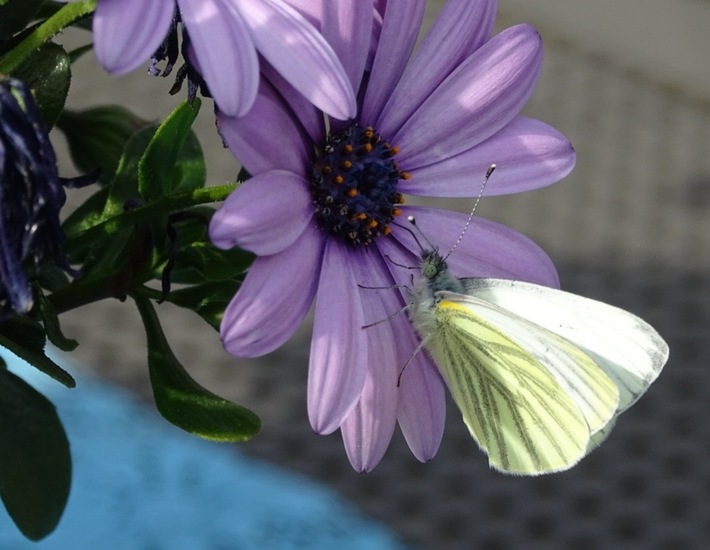 Klein Geaderd witje.