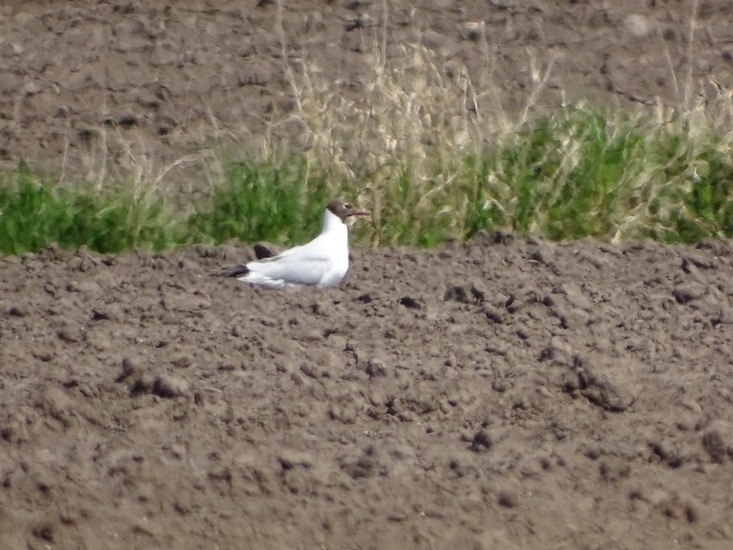 Kokmeeuw in zomerkleed.