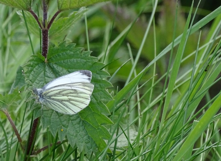 Klein Geaderd witje.