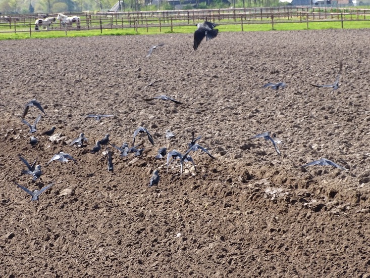 Achter de tractor aan.