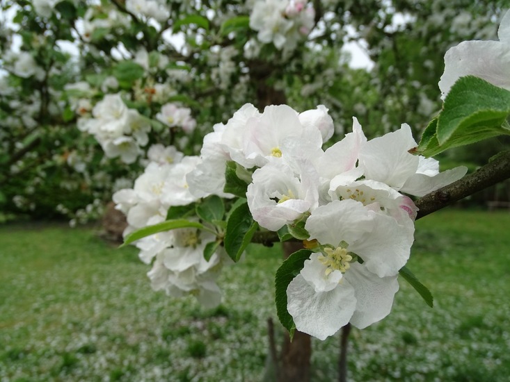 Appelbloesem.