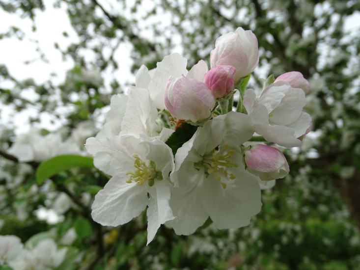 Appelbloesem.