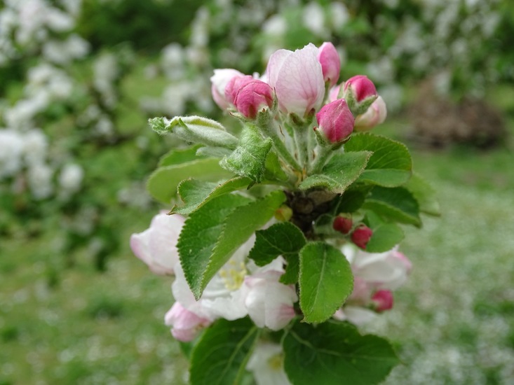 Appelbloesem.
