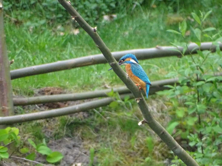 Kandoel 10 mei 2016.