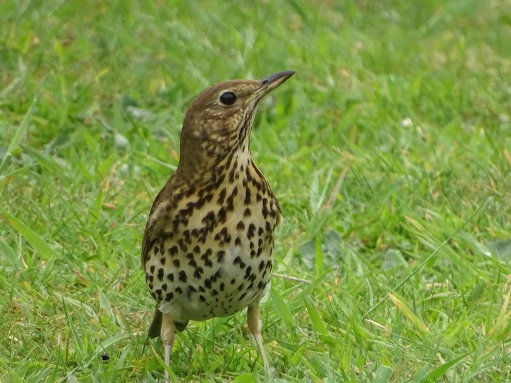 Kandoel 10 mei 2016.