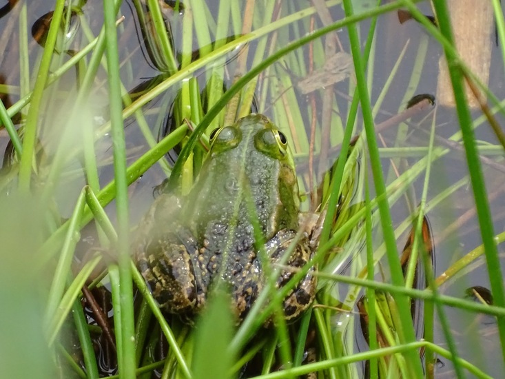 Kandoel 10 mei 2016.