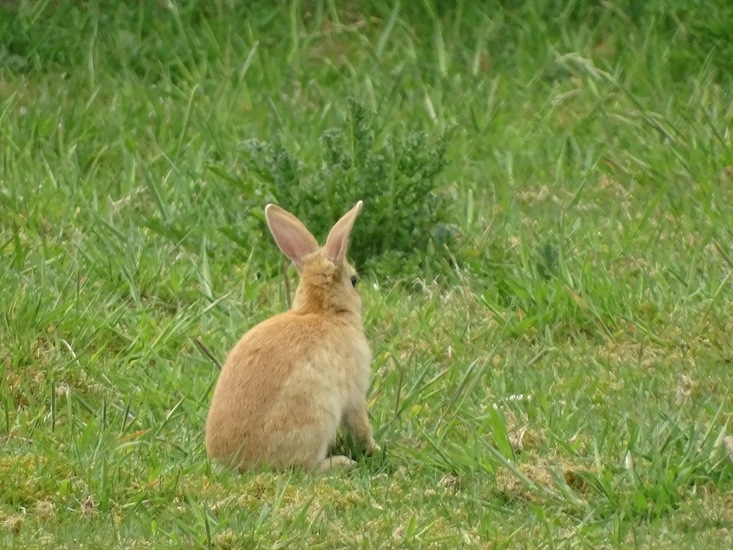 Kandoel 10 mei 2016.