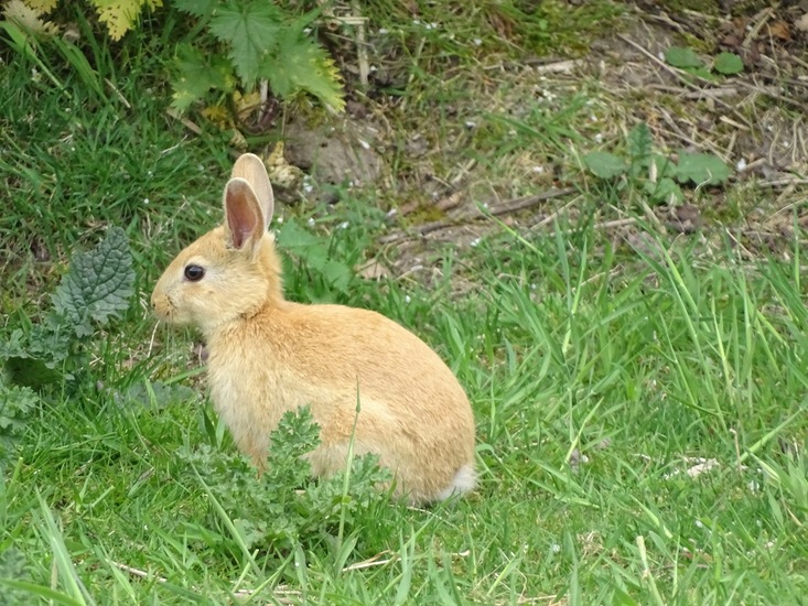Kandoel 10 mei 2016.