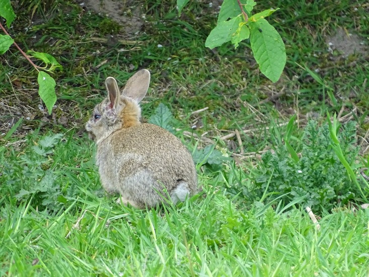 Kandoel 10 mei 2016.