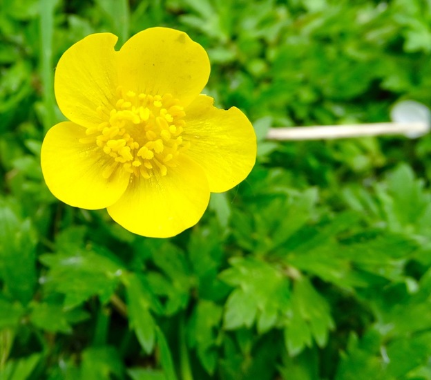 Boterbloempje.