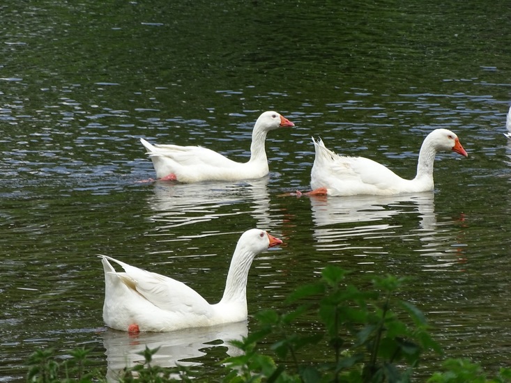 Witte ganzen.
