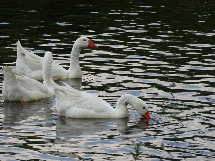Witte ganzen.