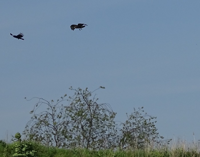 Buizerd en Kraai.