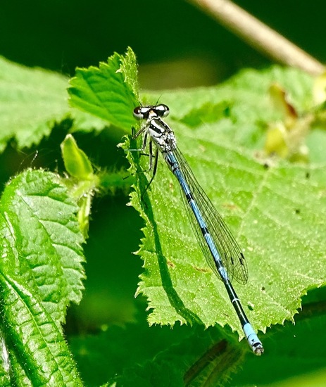 Mannetje Azuurwaterjuffer.