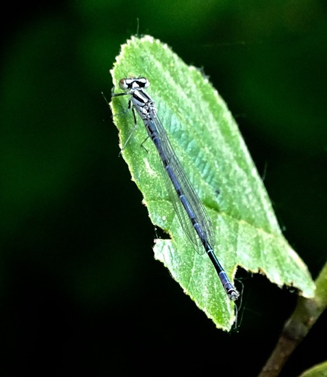 Mannetje Azuurwaterjuffer.