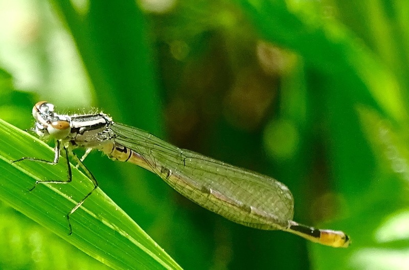 Close up van juffer.