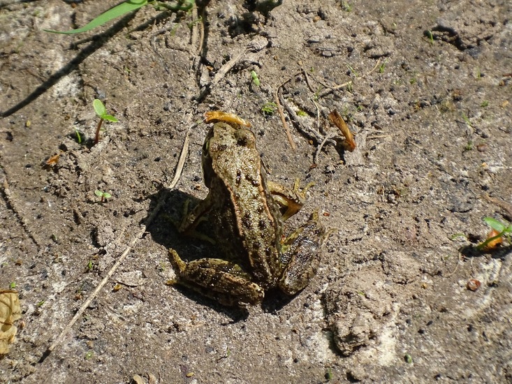 De Brand, 13-5-2016.