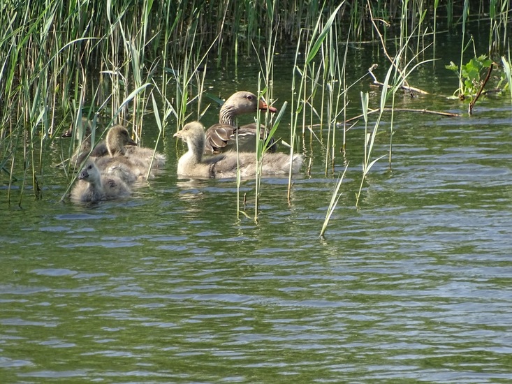 Grauwe gans met jongen.