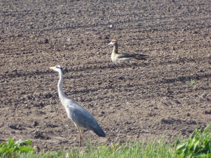 Nijlgans en Reiger.