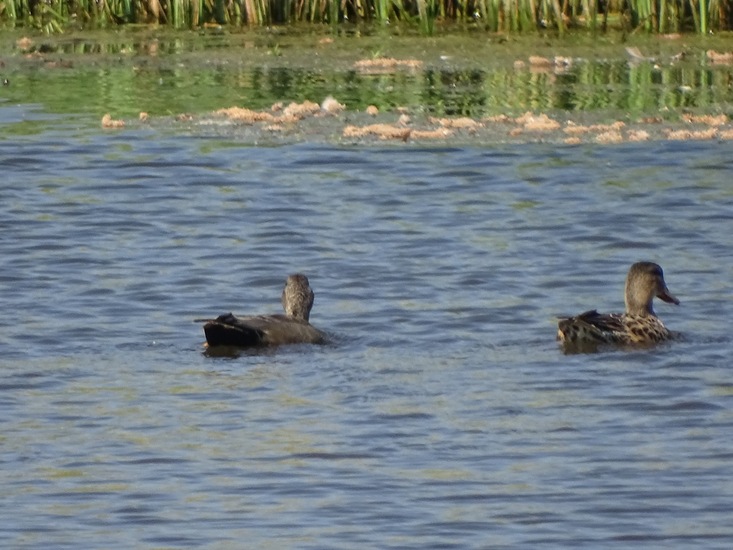 Sluizen van Tilburg.