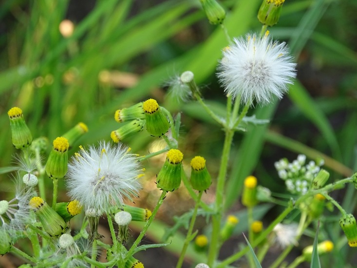 UItgebloeide paardebloem.