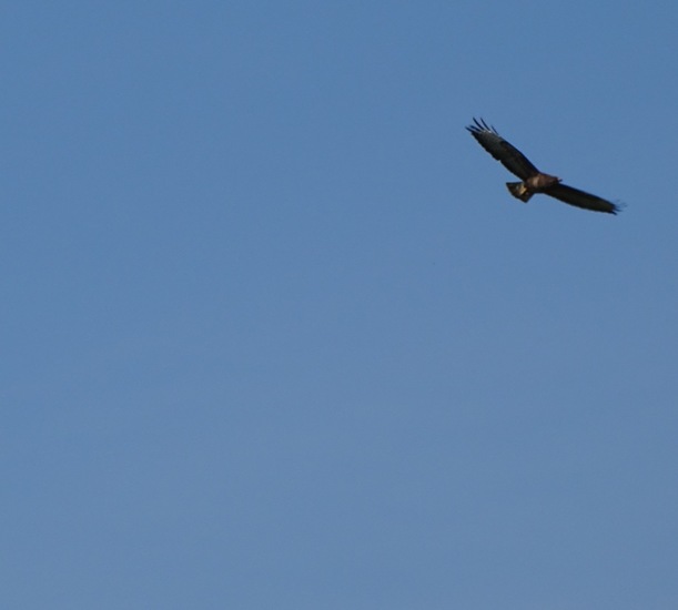 Buizerd.