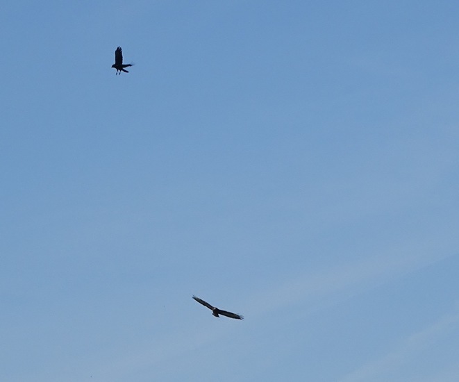 Buizerd en Kraai.
