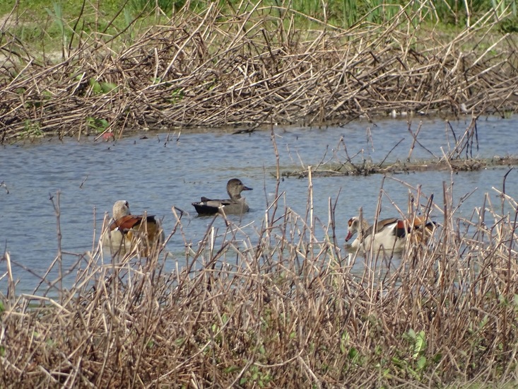 Tussen de Nijlganzen.