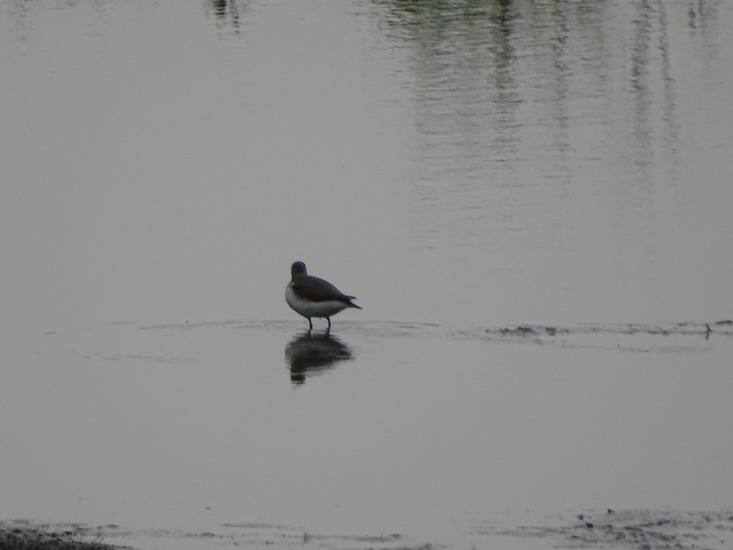 Sluizen van Tilburg.