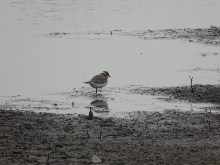 Sluizen van Tilburg.
