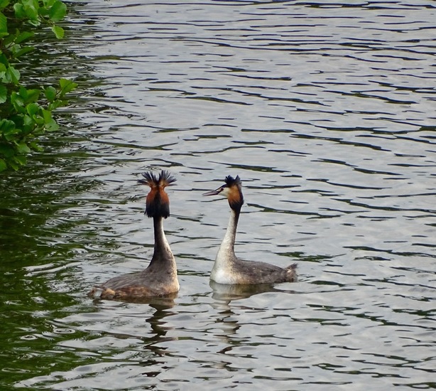 Sluizen van Tilburg.