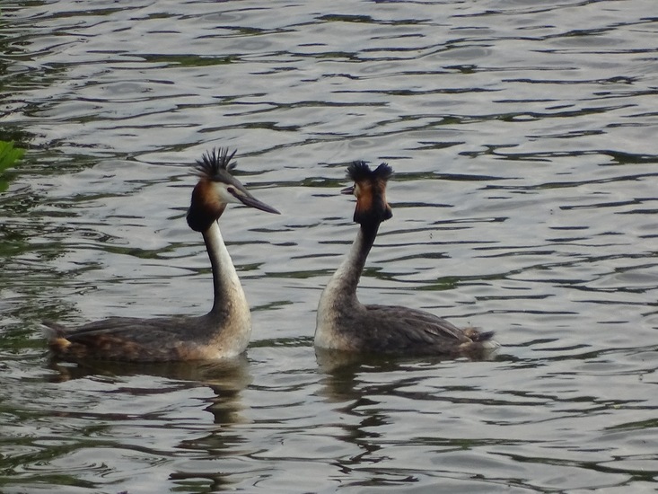 Sluizen van Tilburg.