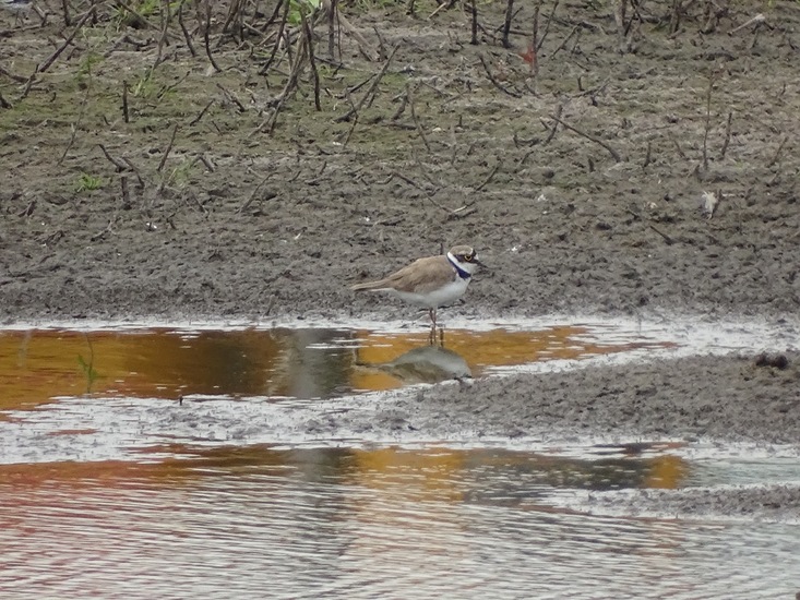 Spiegeling in het water.
