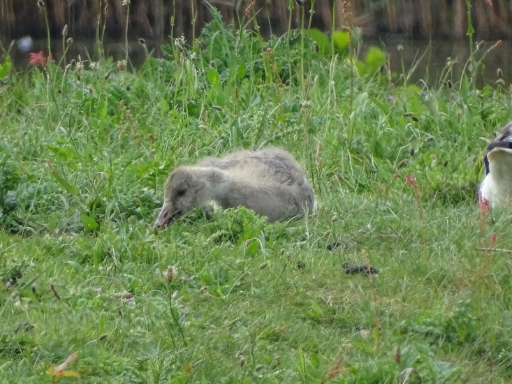 Jonge gans.