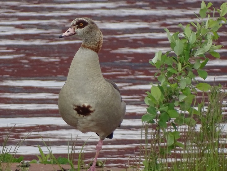 Sluizen van Tilburg.