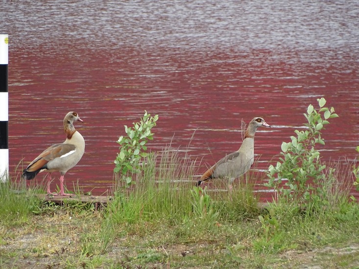 Sluizen van Tilburg.