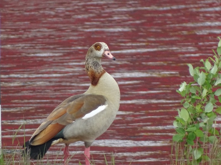 Sluizen van Tilburg.