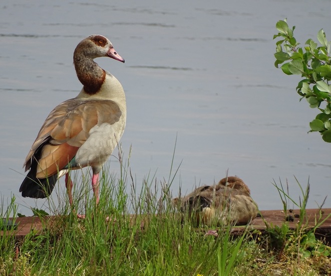 Sluizen van Tilburg.