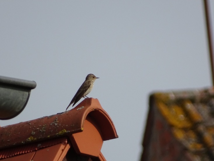 Grauwe Vliegenvanger.