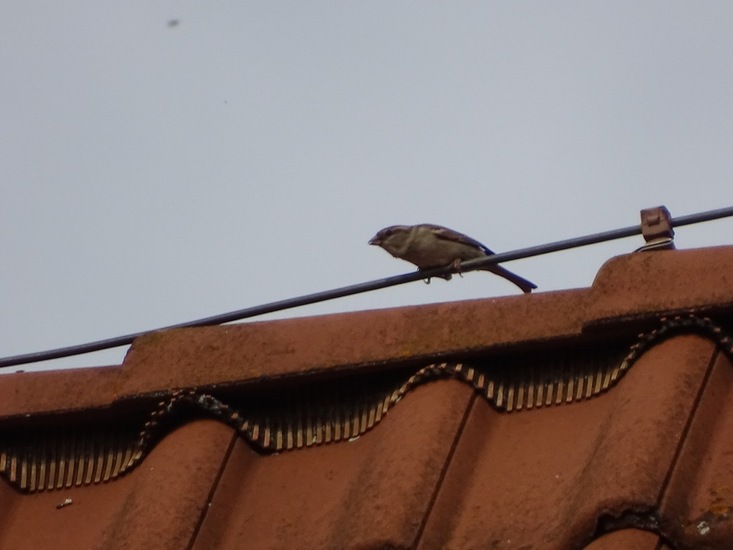 Grauwe Vliegenvanger.