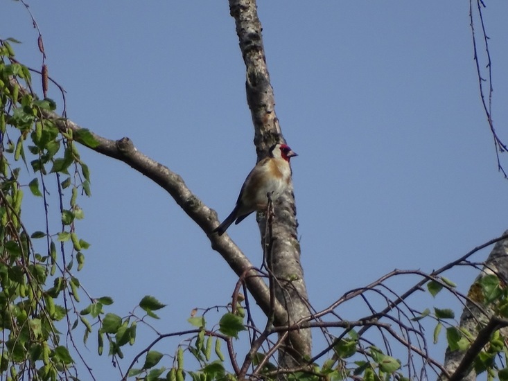 Schlobpark, Schlösselveld.