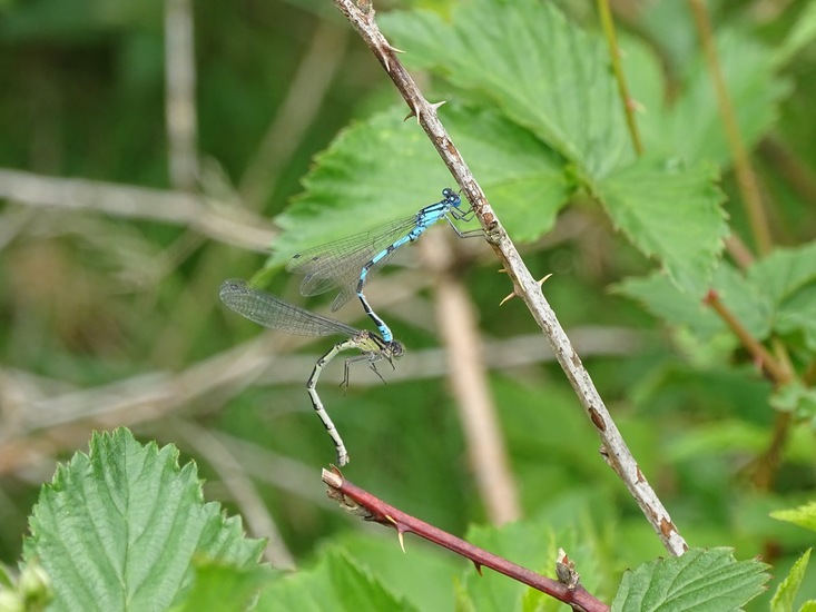 Paring van de waterjuffer.