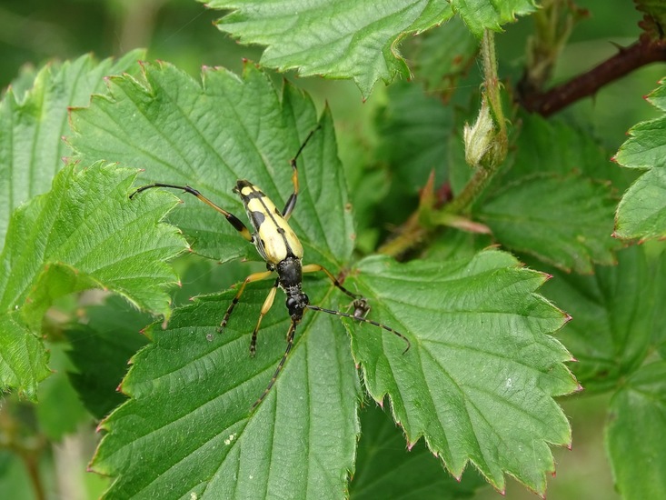 Geringelde Smalboktor.