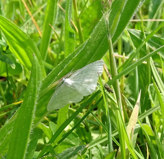 Witte grijsbandspanner.