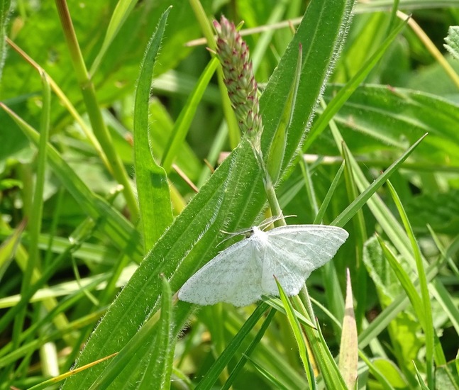 Witte grijsbandspanner.