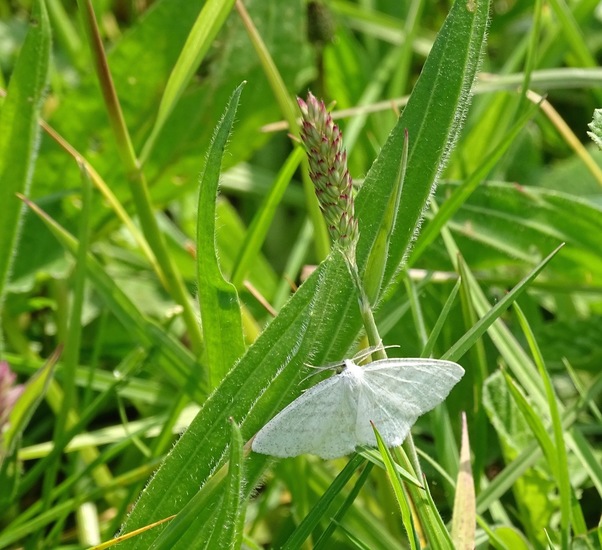 Witte grijsbandspanner.